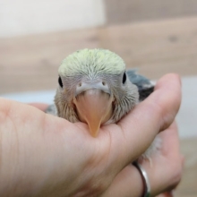 小桜インコのヒナ(ブルーオパーリン)入荷しました〜❤