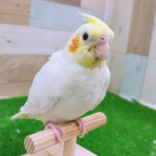 最新画像更新❤！オカメインコのルチノーがやってきましたっ！