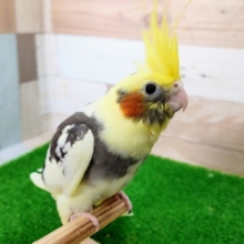 最新画像更新❤オカメインコさん(パイド)入荷しました〜❤