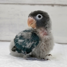 キレイなブルーカラー🔵　ボタンインコ(ブルー)