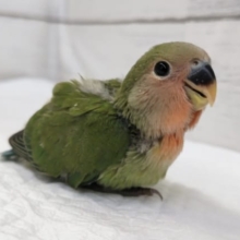 王道人気はやっぱりノーマル🌸　コザクラインコ(ノーマル)