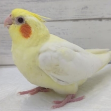 かわいい人気者～👑　オカメインコ(ルチノー)