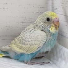 特徴的なカラーリング🪐　セキセイインコ(レインボー)