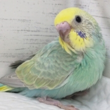 グリーン系レインボー🌈　セキセイインコ(パステルレインボー)