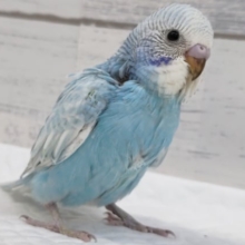 カラーはまるで青空🌤️　セキセイインコ(スパングル)