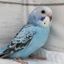 青と黒の組み合わせがグッド💙　セキセイインコ(オパーリン)