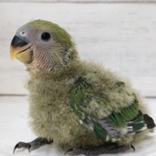 桜、咲くっ！🌸　コザクラインコ(ノーマル)