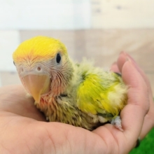 最新画像更新☆コザクラインコ(タイガーチェリー)のヒナ入荷しました〜❤