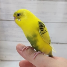 最新画像あり！　まるでトラさんみたい!?🐯　セキセイインコ(ハルクイン)