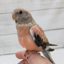 最新画像あり！　キレイなピンクが特徴的～💞　アキクサインコ(ローズ)