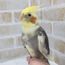 黒い模様多め～🖤　オカメインコ(パイド)