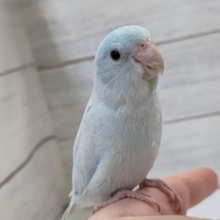 最新画像あり！　良い感じの〜くすみブルー💙　マメルリハインコ(アメリカンホワイト)