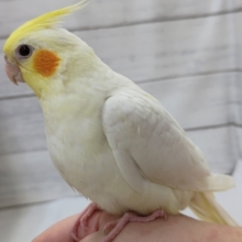 最新画像あり！　今週も来てくれました～💞　オカメインコ(ルチノー)
