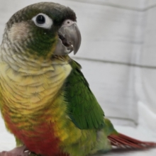最新画像あり！　赤いお腹が特徴的〜❤️　ホオミドリウロコインコ(ワキコガネ)