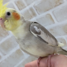 最新画像あり！　お久しぶりのシナモンさん🌟　オカメインコ(シナモンパイド)