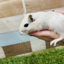 優しい雰囲気のカラーです♪カラージャービルサイアミーズ！