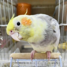 最新画像・動画になりますよ〜♪真顔がユニーク(*ﾟ▽ﾟ*) オカメインコ　パイド