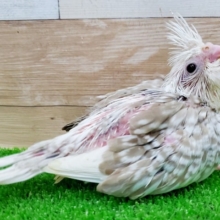 久しぶりの仲間入りっ！オカメインコホワイトフェイスシナモン！