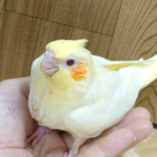 あ゛゛あ゛゛゛〜♫が止まりませんっ　オカメインコ　ルチノー☆