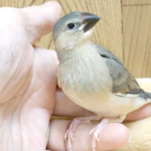 最新画像になります☆　たくさん食べて育ってきたよー♪　桜文鳥