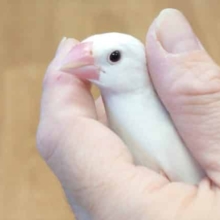 最新画像になります☆　ご飯のときは別人に！白文鳥‪☆