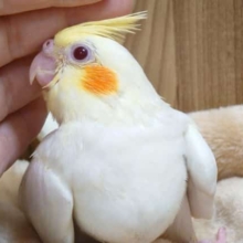 よりそうときは笑顔です〜～　オカメインコ　ルチノー☆