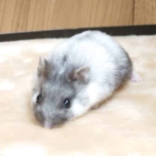 メチャクチャ元気いっぱい！！　すぎる？？　マーブルハムスター～～