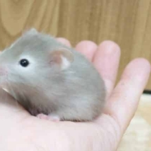 焦らずじっくりじっくりとぉ～～～　馴らしましょっ　セーブルハムスター　女のコ