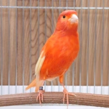 見るより聴いて♫　歌自慢の赤カナリア〜～