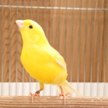 聴いてください☆しあわせのキイロイトリの歌　レモンカナリア♫