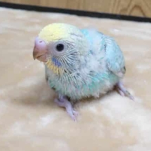 話しかけてください！　表情可愛いんですよ～～　セキセイインコ　レインボー～～