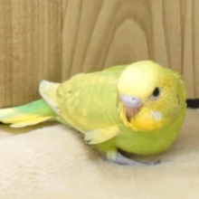 するどい視線で飼い主さん、探しちゅう～　セキセイインコ　スパングル～～