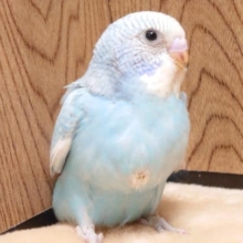 やんちゃ～～♪　元気。。おなかいっぱい　セキセイインコ　スパングル～～