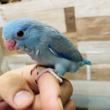 最新画像有り☆アピール上手な男の子！マメルリハインコのブルーカラー！