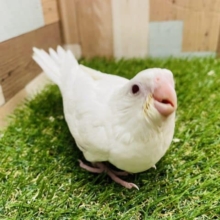 最新画像有り☆美白で赤目のヒナさんです！オカメインコのピュアホワイト！