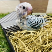 明るいカラーで人気なヒナさん！セキセイインコのオパーリンカラー！