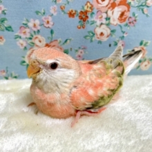 アキクサインコ  ローズファロー🌹✨  10/19