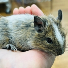 すでに人慣れ！ちびっ子デグー(パイド)男の子