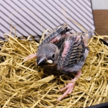 文鳥と言えばの定番人気カラー！桜文鳥のヒナがやって来ました〜
