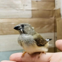 最新画像有り！ちょこんと感がたまらない！キンカ鳥のノーマルカラー！