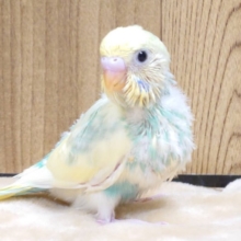 ヨチヨチ歩きがかわいい子♡セキセイインコ(パステルレインボーパイド)ヒナ