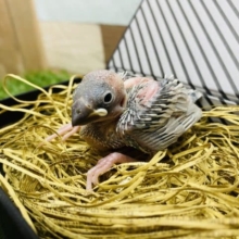 落ち着いた色合いへと成長するシルバー文鳥のヒナやって来ました〜