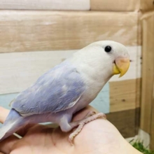 淡めなブルー系カラーが美しいコザクラインコブルーバイオレットシナモンオパーリン