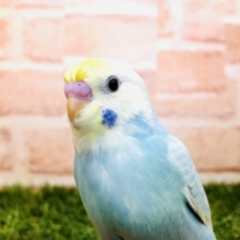 パステルカラーです　セキセイインコ　パステルレインボー　R４　１０／２６撮影