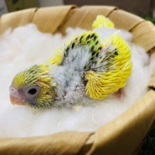 ころころぽわぽわした可愛いコ！セキセイインコのパイドカラー！