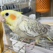 ヒナ餌2回！最新画像になりますよ‼️オカメインコ シナモンパール 9月生まれ