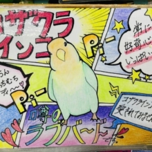今がチャンス‼️☆新松戸限定☆　ラブバードフェア開催中！！　