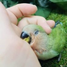 最新画像になりますよ‼️わっしょいラブバード祭りだよ‼️③ コザクラインコ代表！！！！王道を行く王道！！　コザクラインコ　ノーマル