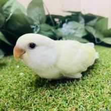 最新画像になりますよ‼️かわいい シナモンカラーなんですよ♪　コザクラインコ　シナモン