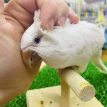 最新画像になりますよ～！！出来るようになりました！ニギコロ最新動画になります♪雪のようにまっしろ～なオキナインコさん！　オキナインコ　アルビノ